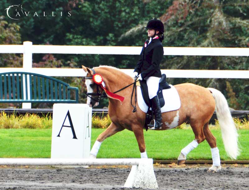 Section C Welsh Pony of Cob Type – Welsh Pony & Cob Society of America