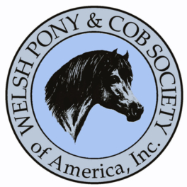 Smoke Tree Dragon Tail - Welsh Pony & Cob Society of America